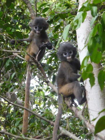 two Dusky Langur babies